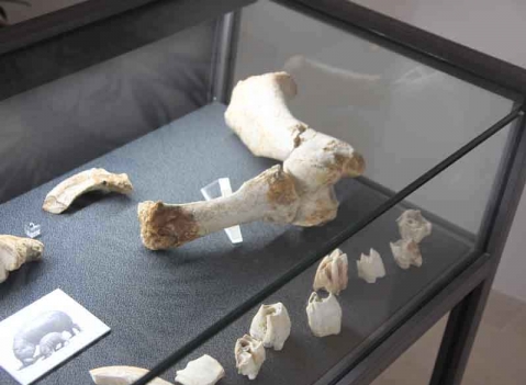 Vetrine espositive per musei della linea Argurion Museo Castello Aragonese di Otranto